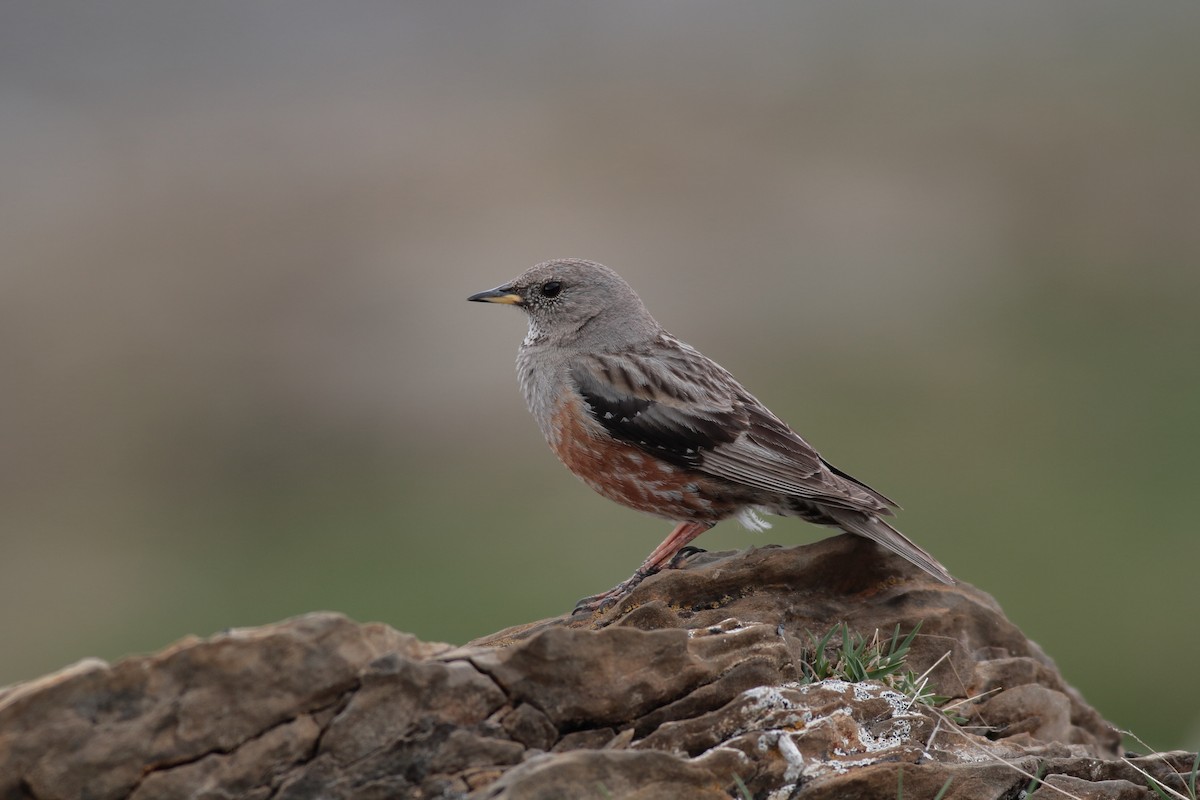 Alpine Accentor - Xabier Remirez