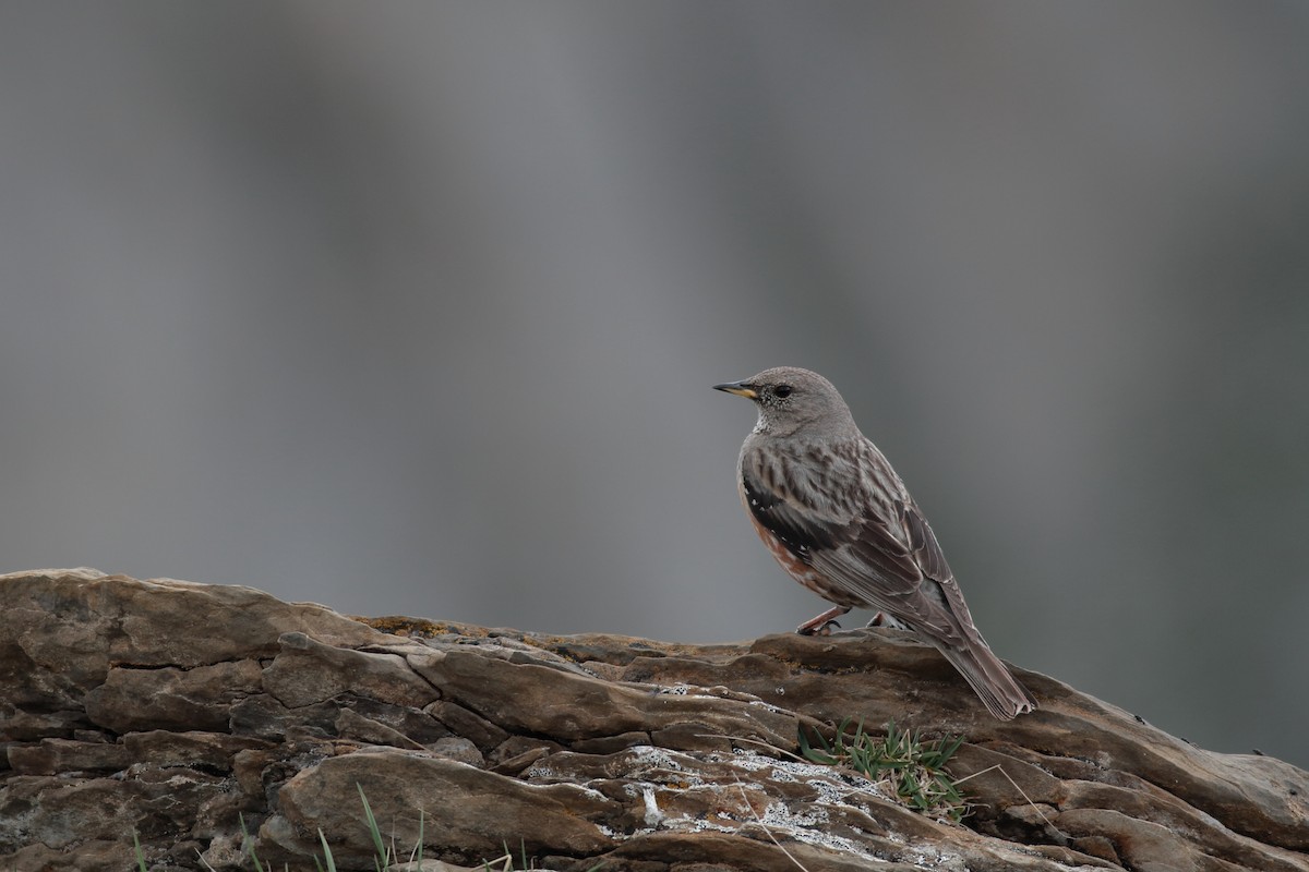 Alpine Accentor - Xabier Remirez