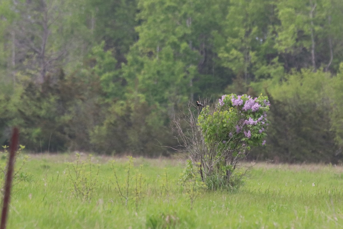 Bobolink - ML619303858