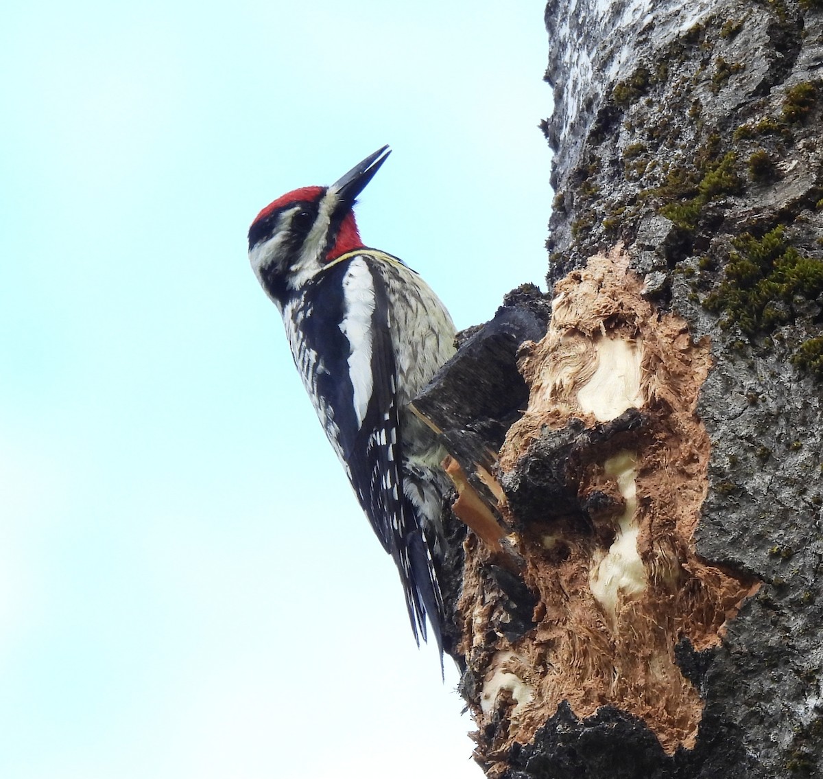 Yellow-bellied Sapsucker - ML619303859