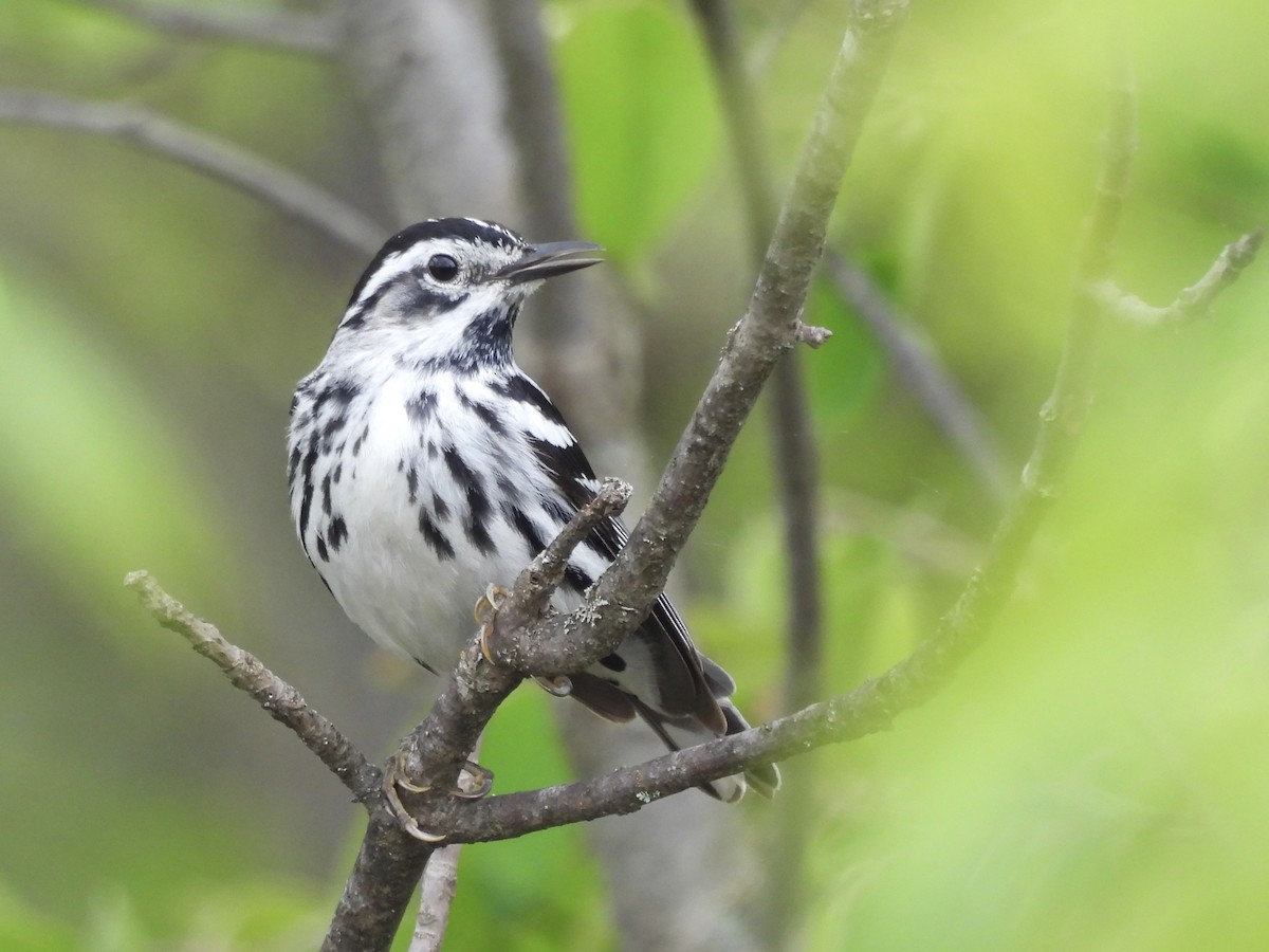 Black-and-white Warbler - ML619303877