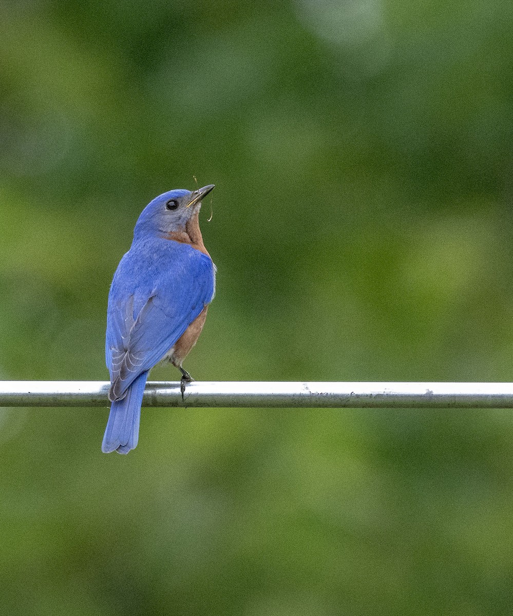 Eastern Bluebird - Jason Lott