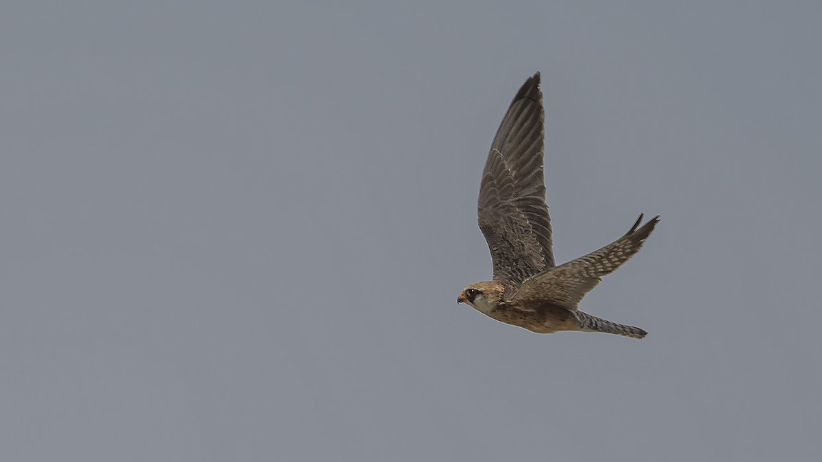 Red-footed Falcon - Engin BIYIKOĞLU