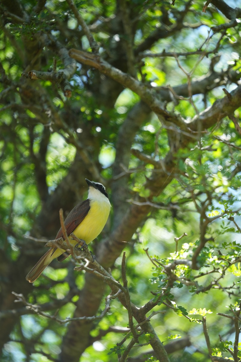 Great Kiskadee - Christophe Rouleau-Desrochers