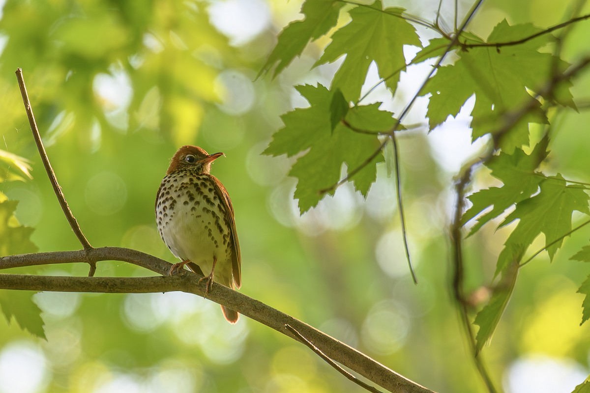 Wood Thrush - Etienne Artigau🦩