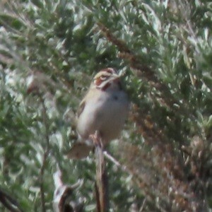 Lark Sparrow - ML619303911