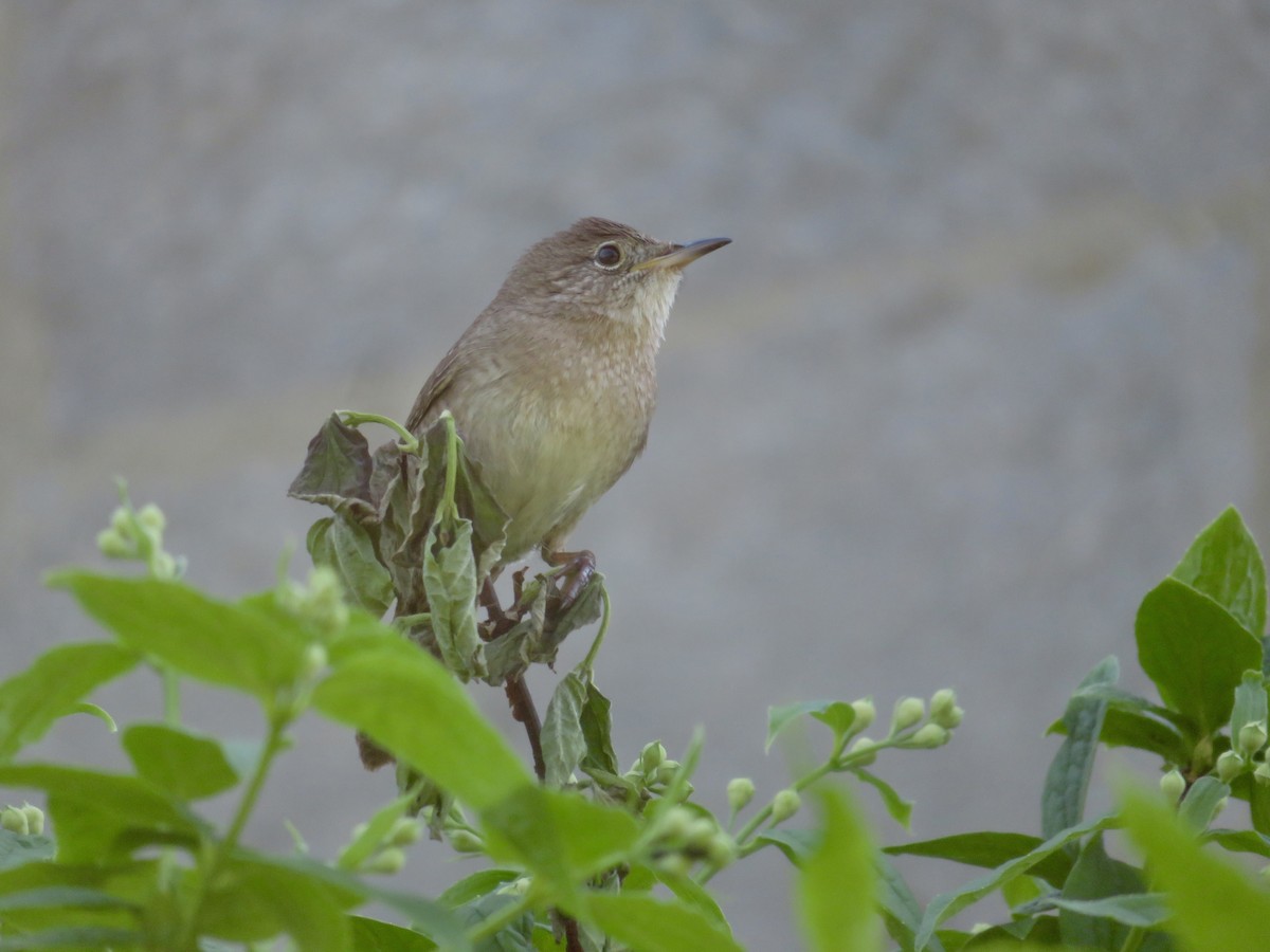 House Wren - Christine Cote