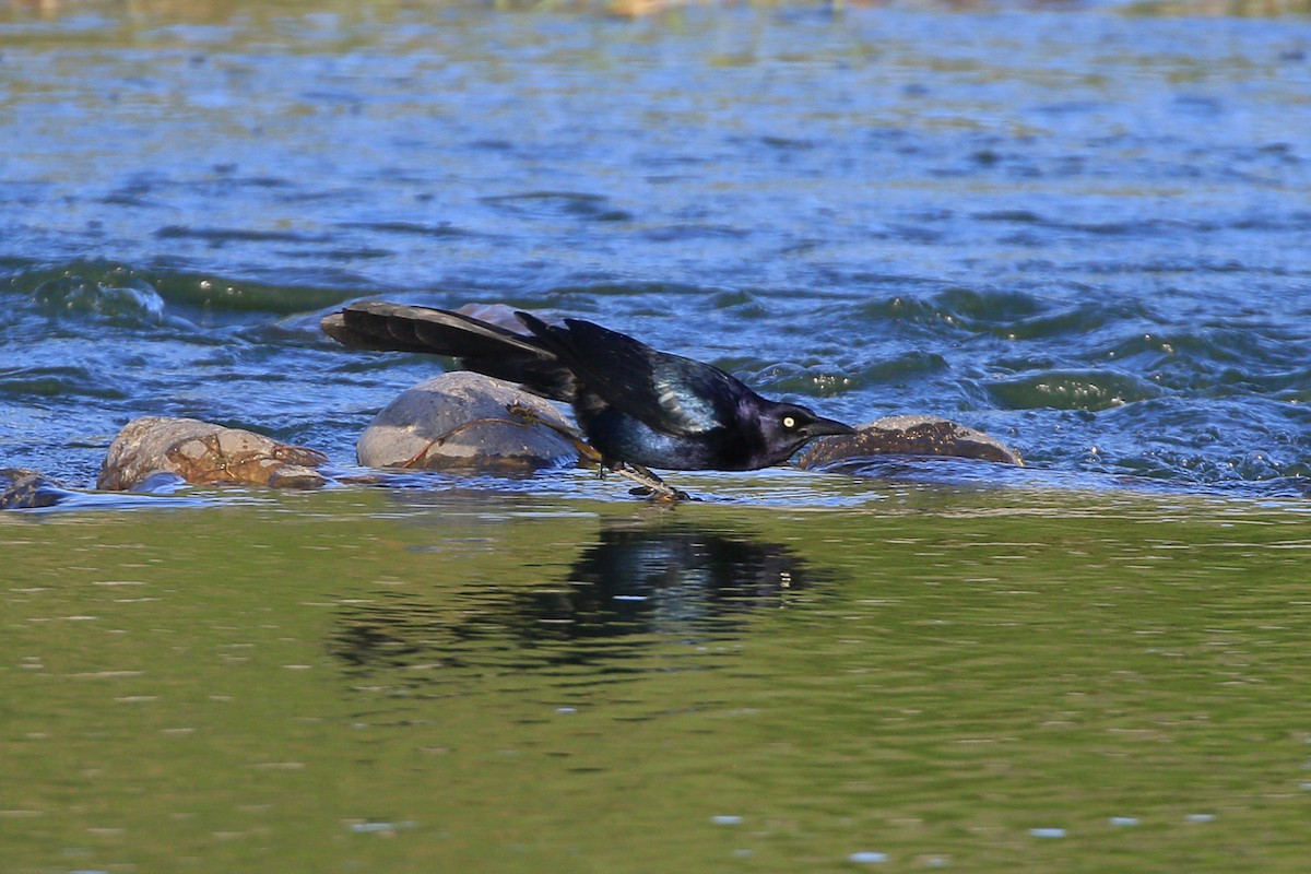 Great-tailed Grackle - ML619303929