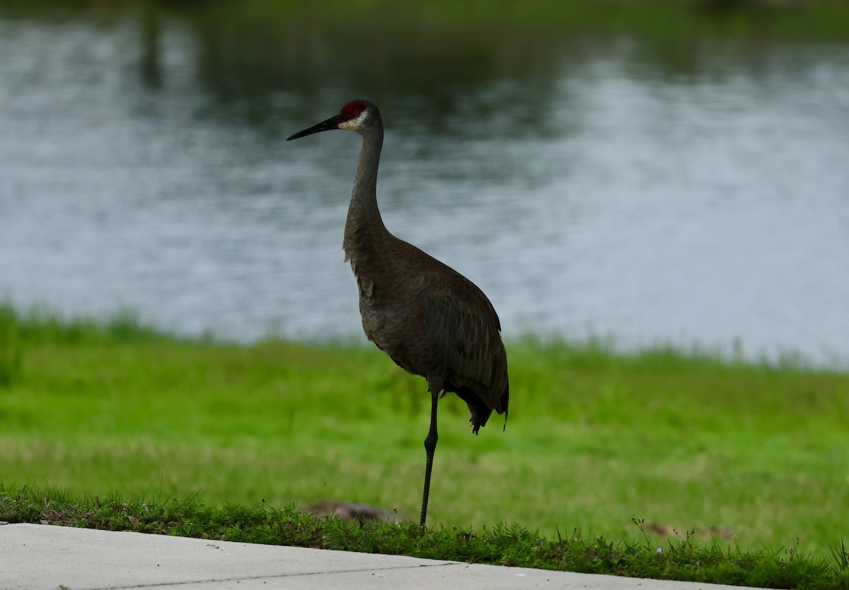 Sandhill Crane - Audrey Appleberry