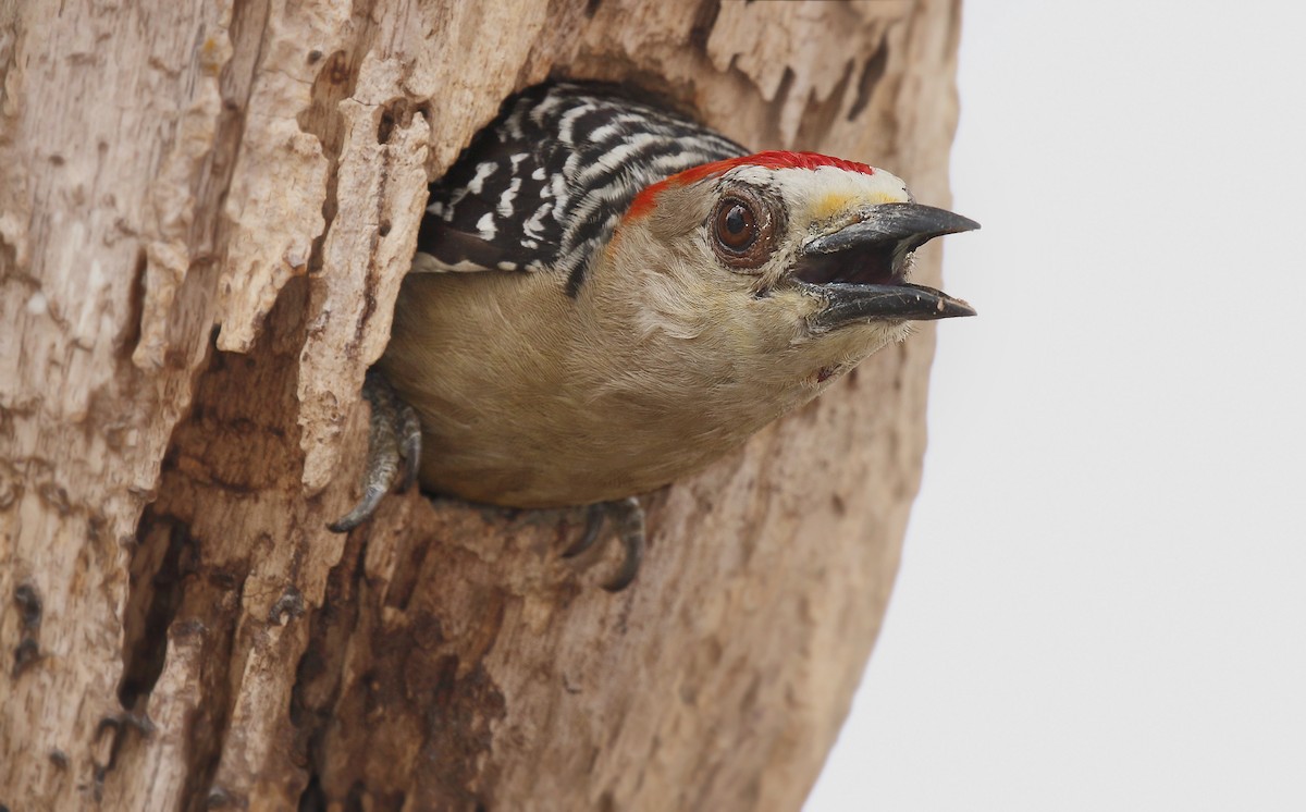Red-crowned Woodpecker - Adrián Braidotti