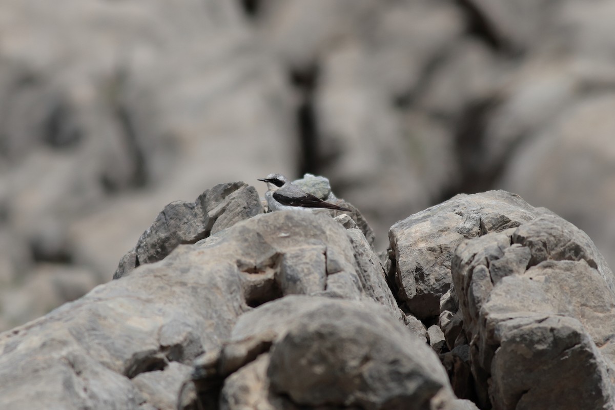 Northern Wheatear - Xabier Remirez