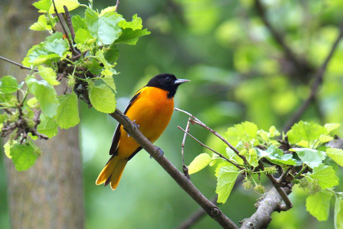 Baltimore Oriole - John & Linda Prentice/Gindler