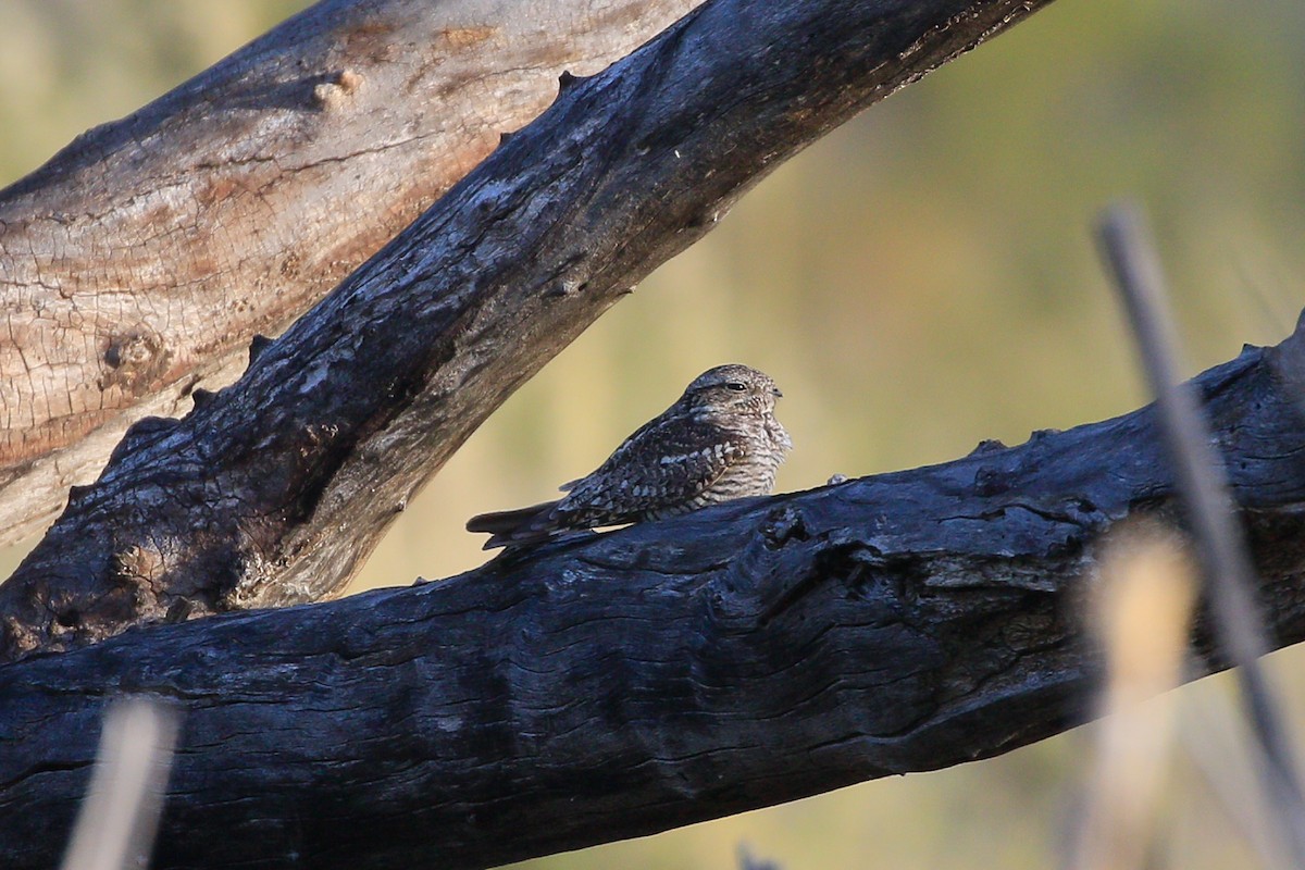 Lesser Nighthawk - Sean Smith