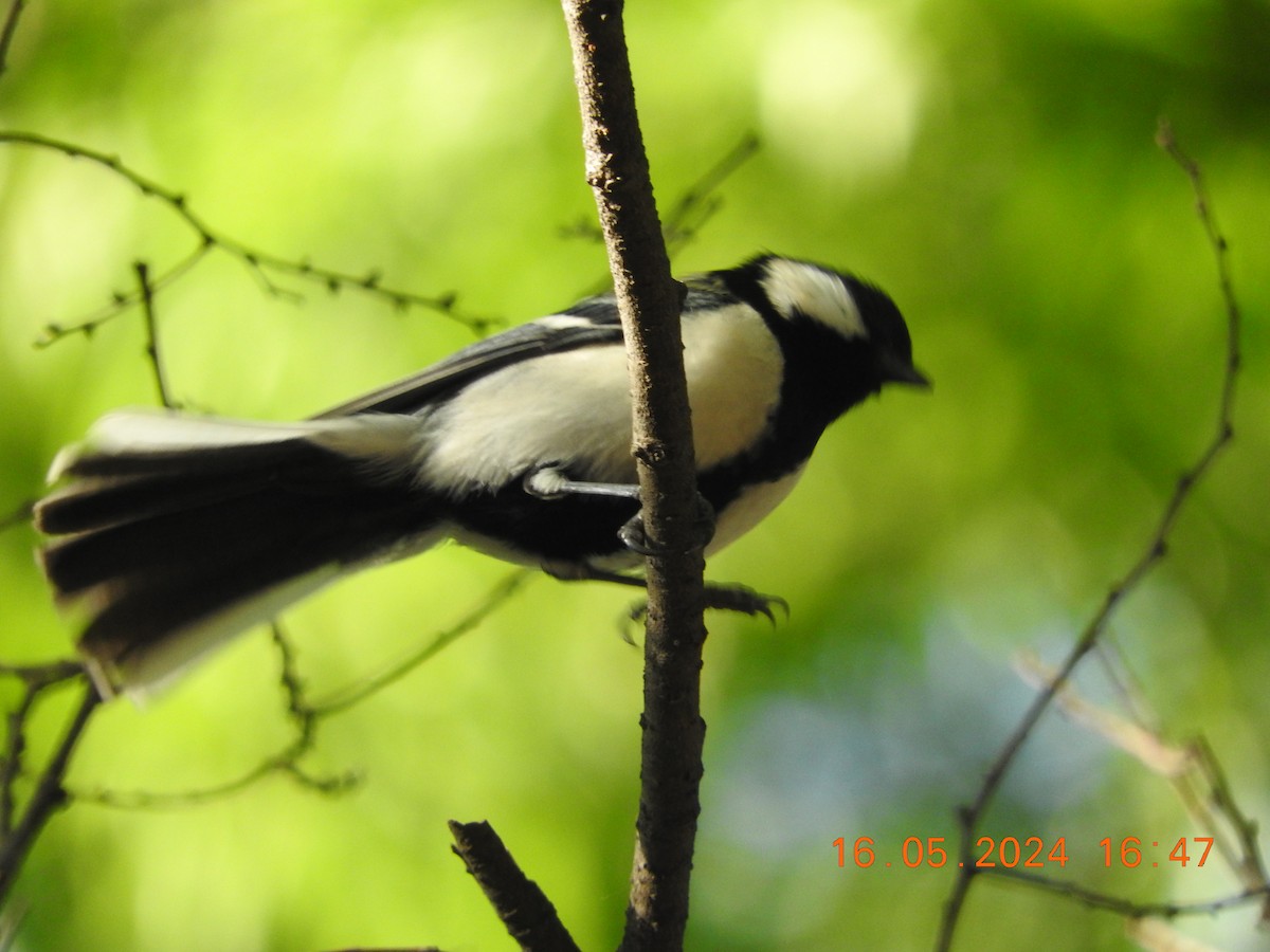 Japanese Tit - ML619303948