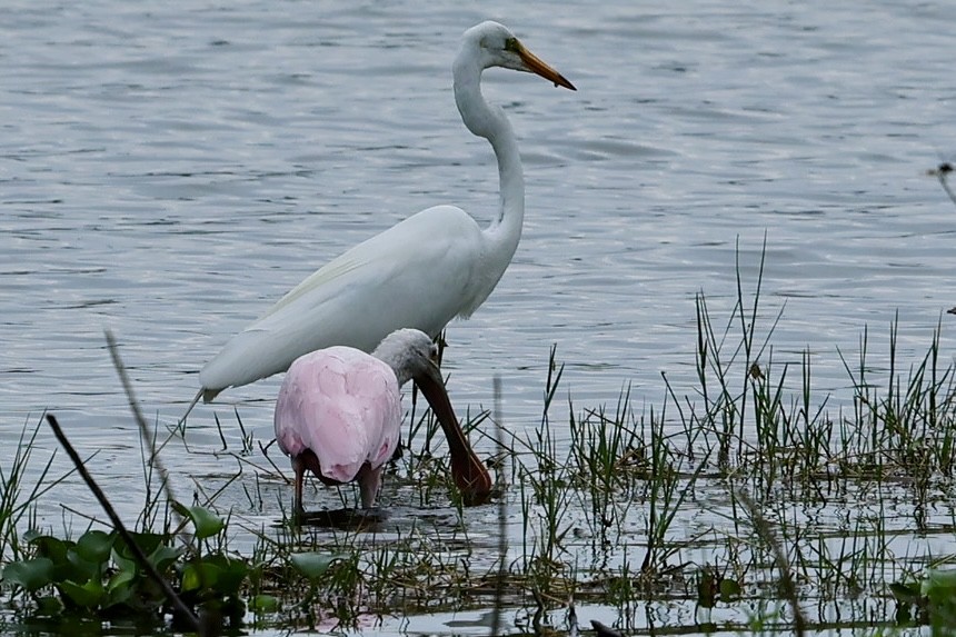 Great Egret - Audrey Appleberry