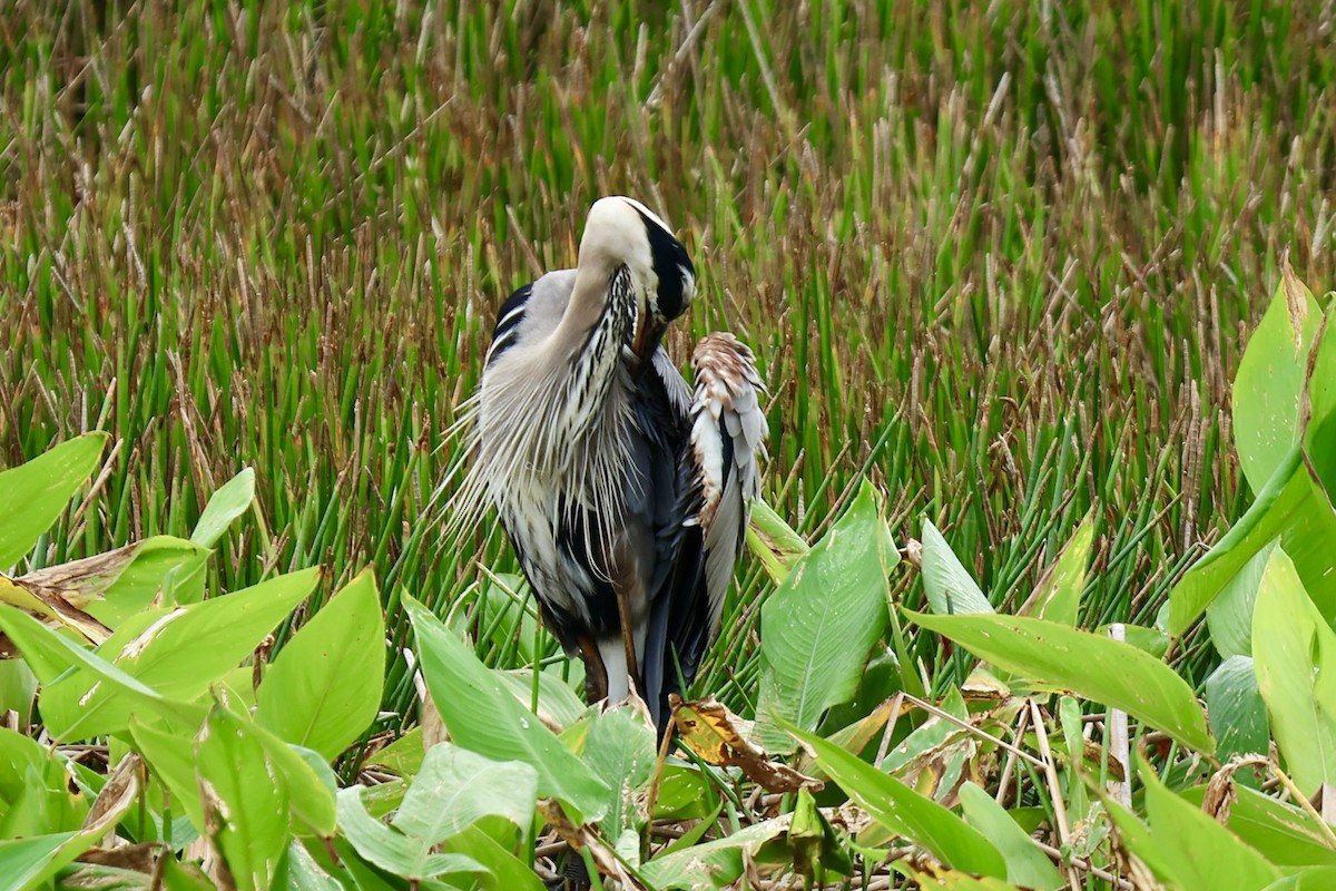 Great Blue Heron - Audrey Appleberry