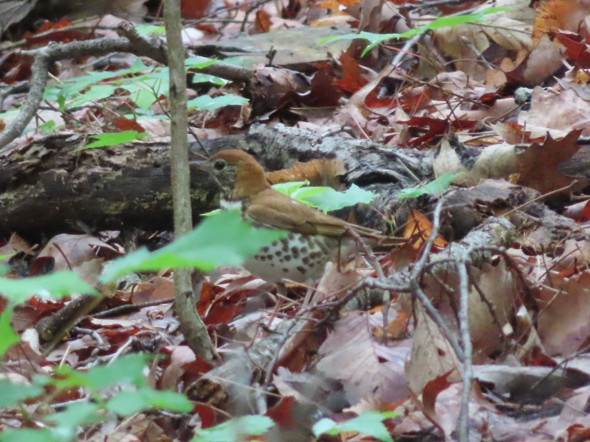 Wood Thrush - Jennifer Segrest