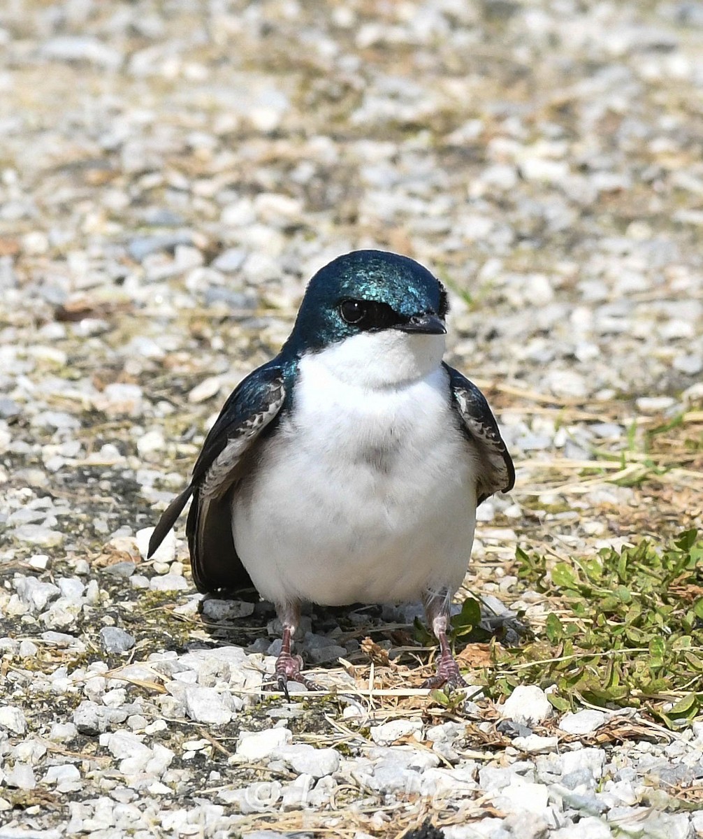 Tree Swallow - Lorri Lilja