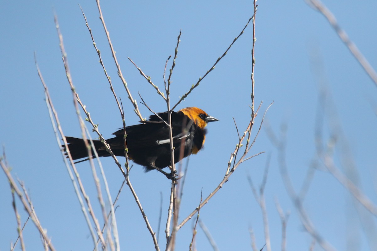 Yellow-headed Blackbird - alan mauer