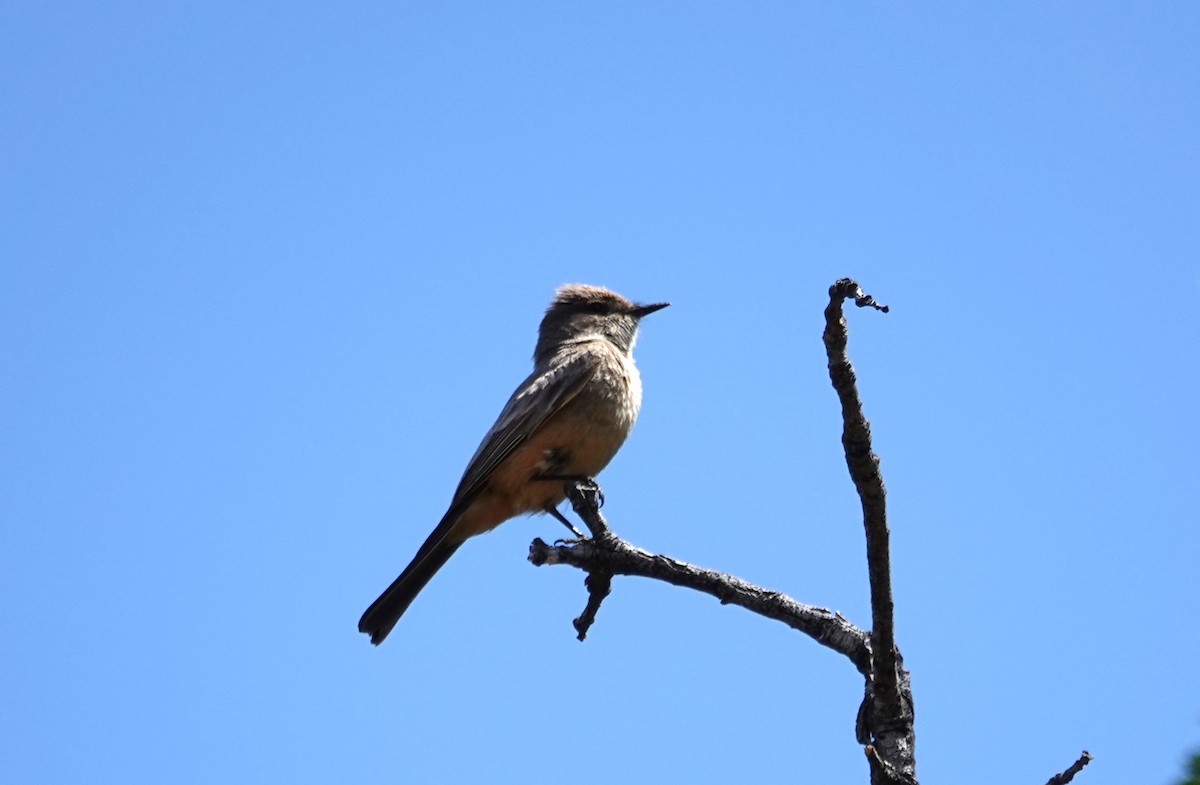 Say's Phoebe - ML619304007