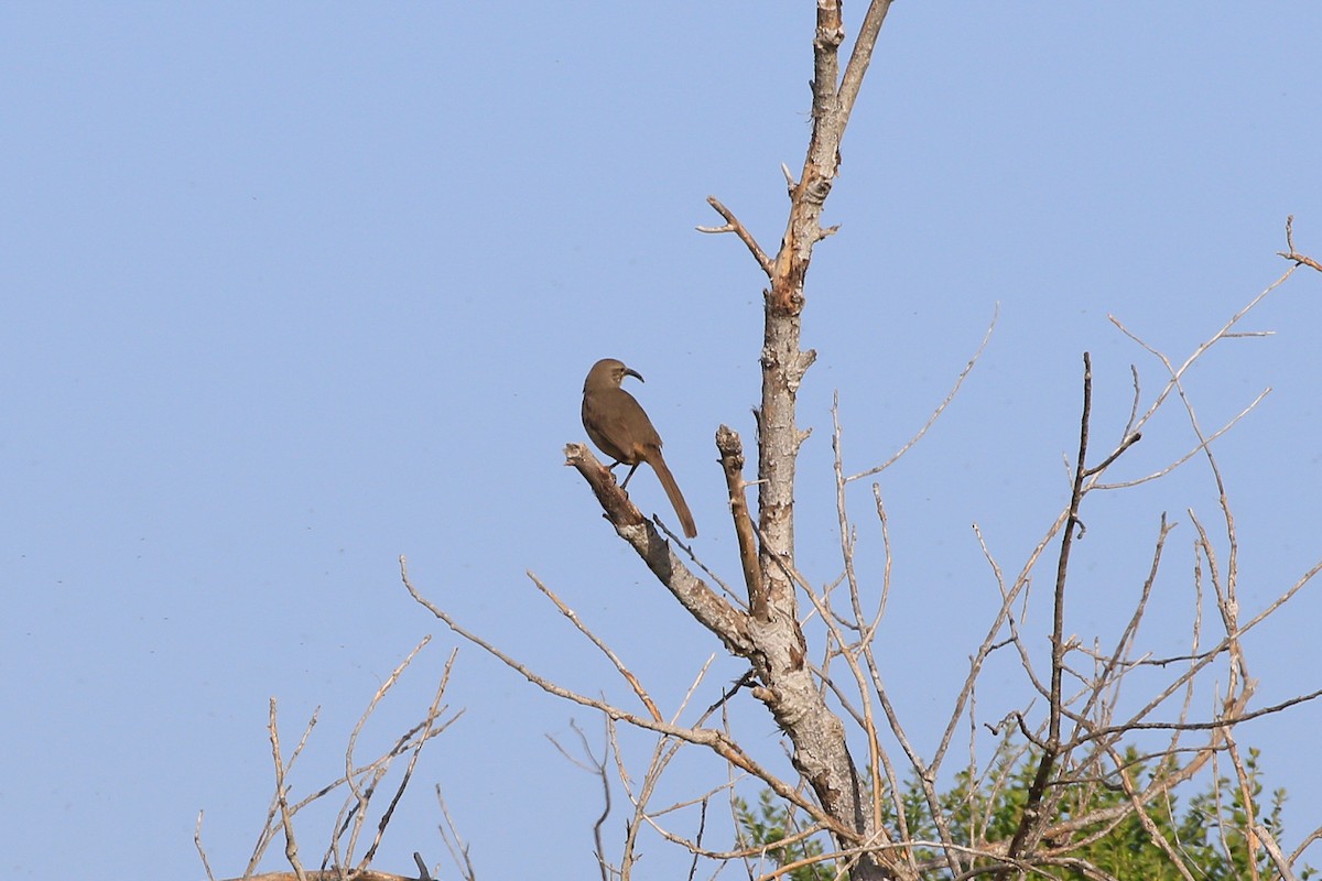 California Thrasher - Sean Smith