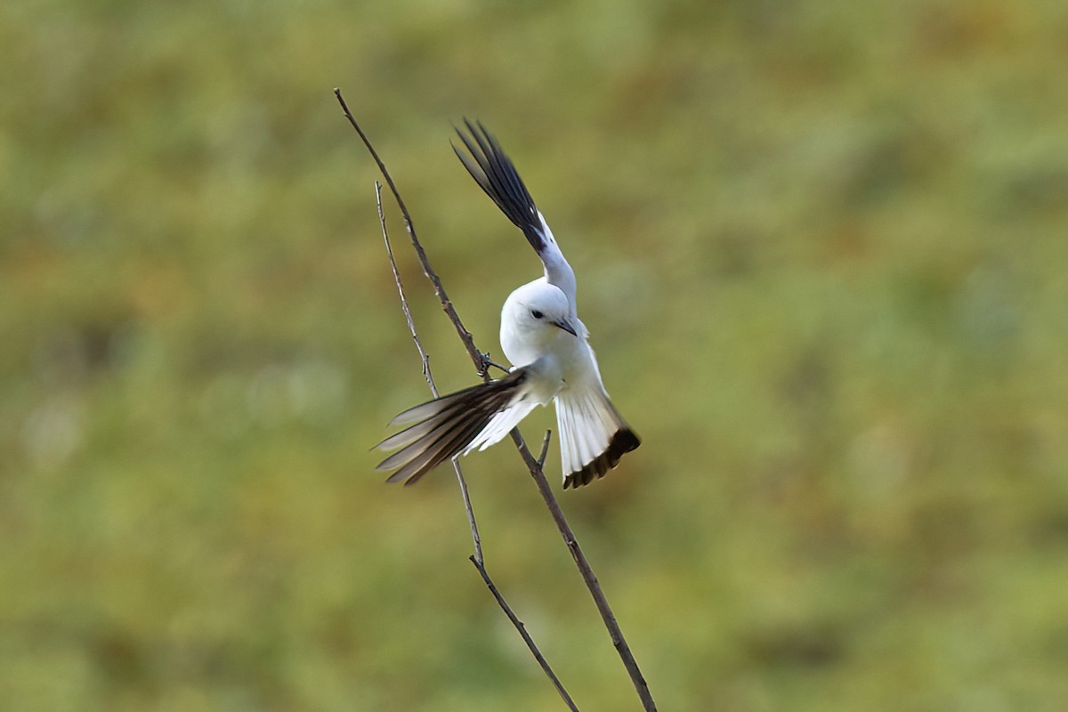 White Monjita - Leonardo Guinez