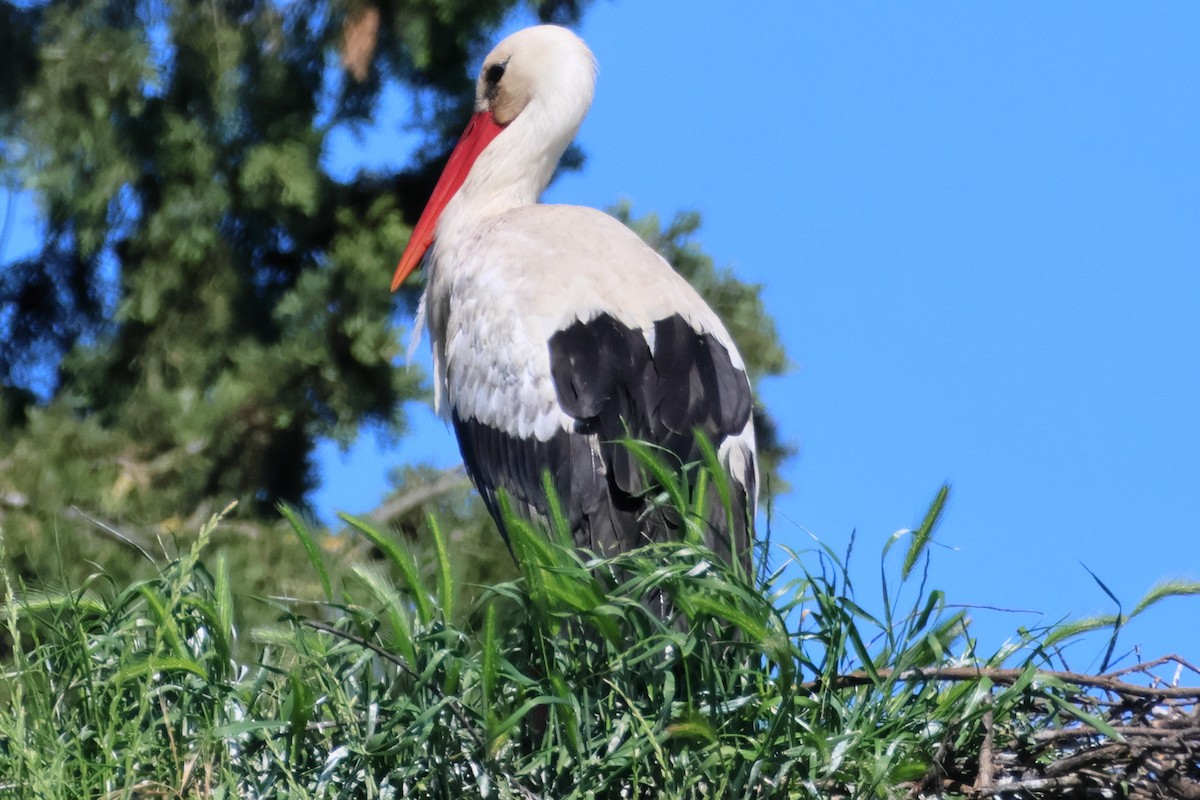 White Stork - ML619304026