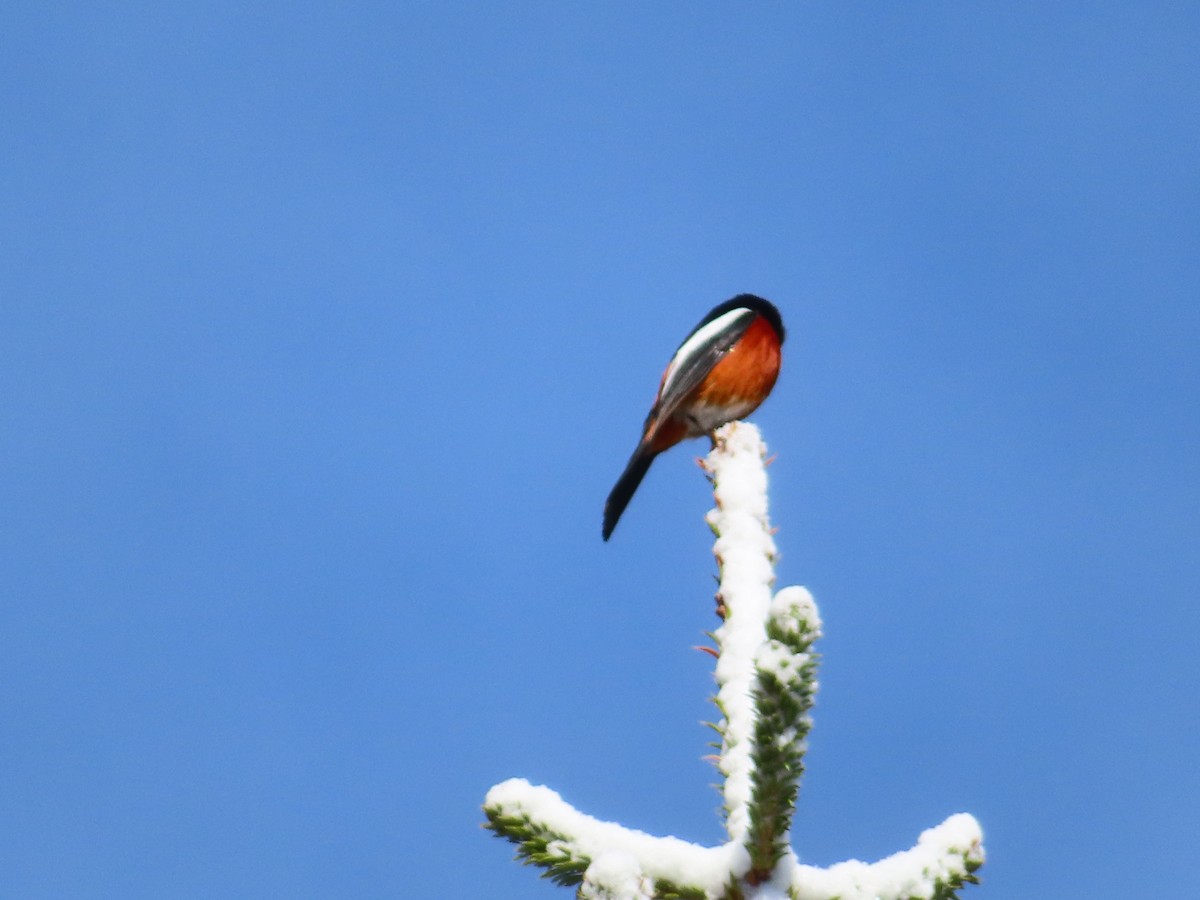 White-throated Redstart - ML619304030