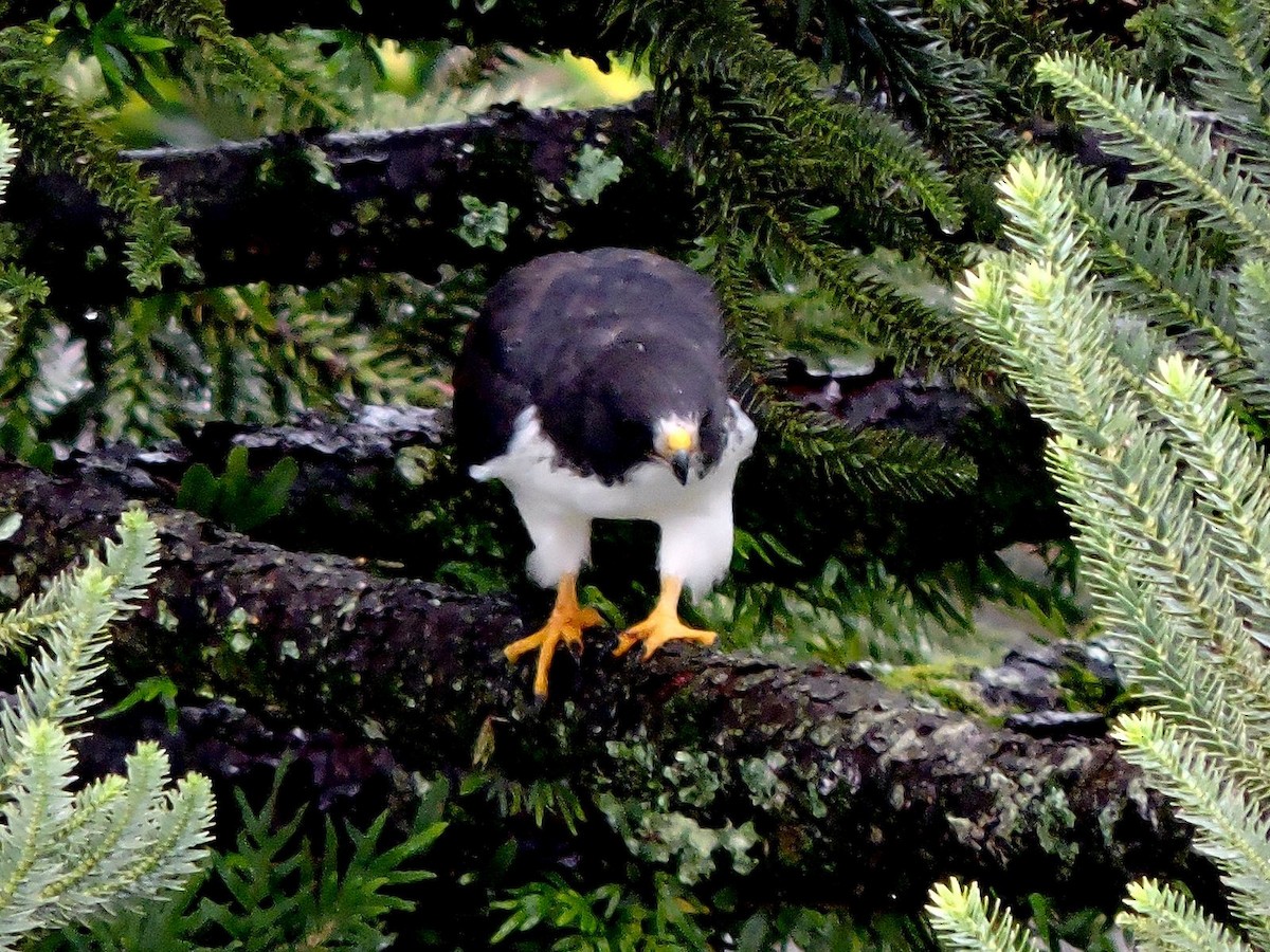 Short-tailed Hawk - Katryane Camile