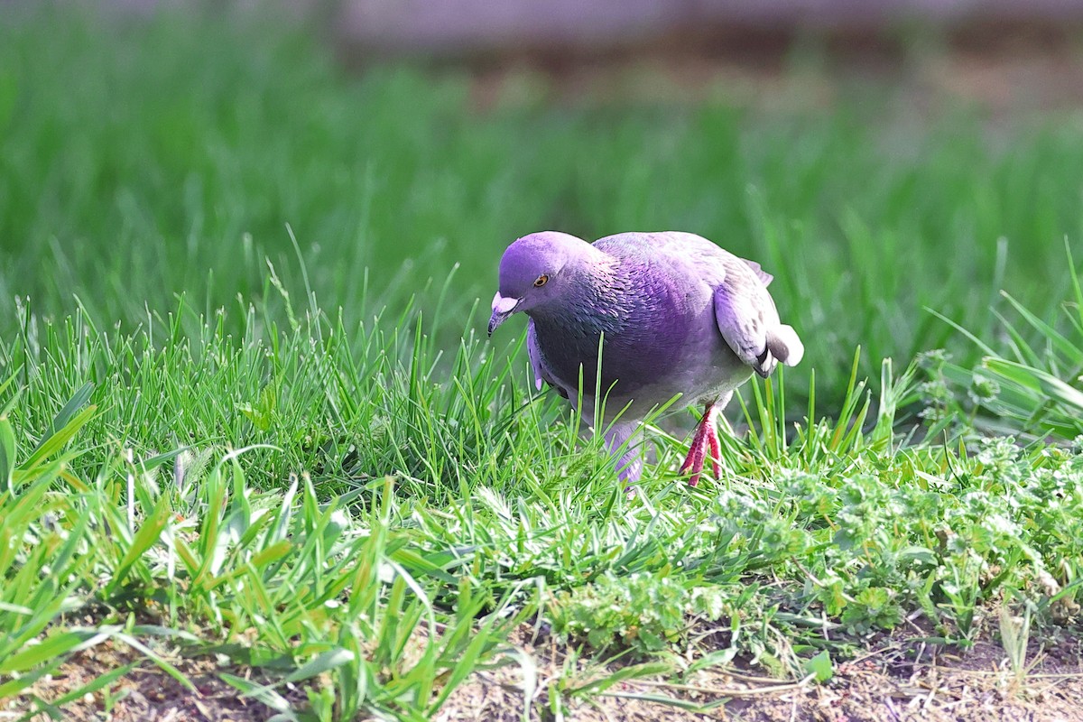 Rock Pigeon (Feral Pigeon) - Rita Flohr