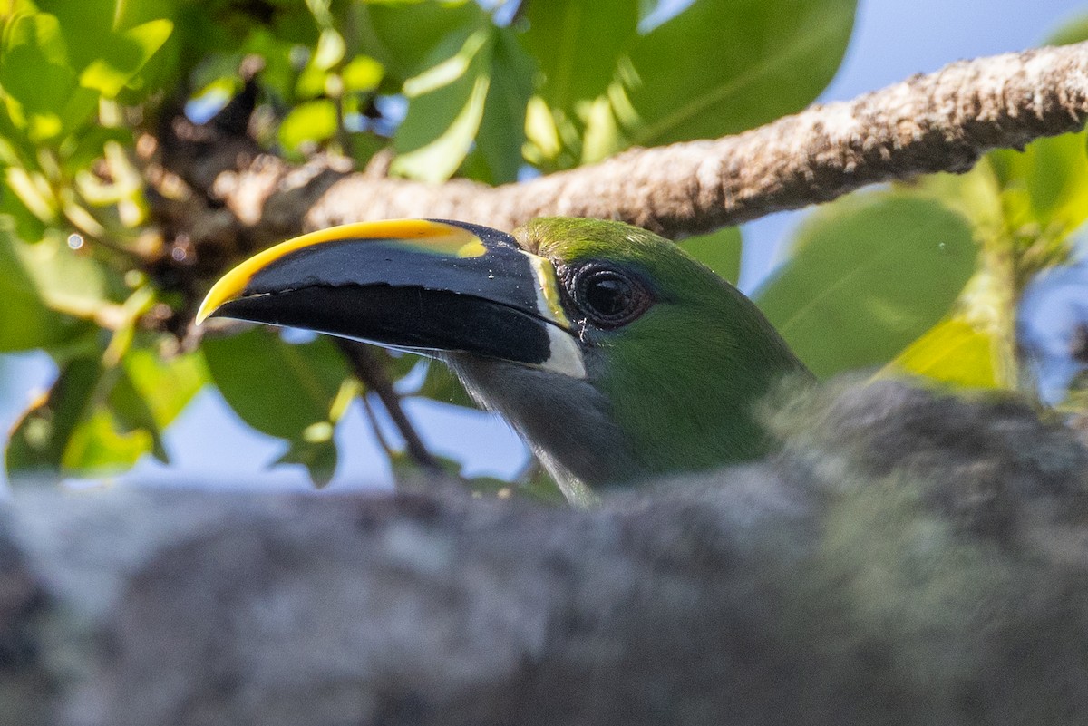 Toucanet à gorge blanche (lautus) - ML619304052