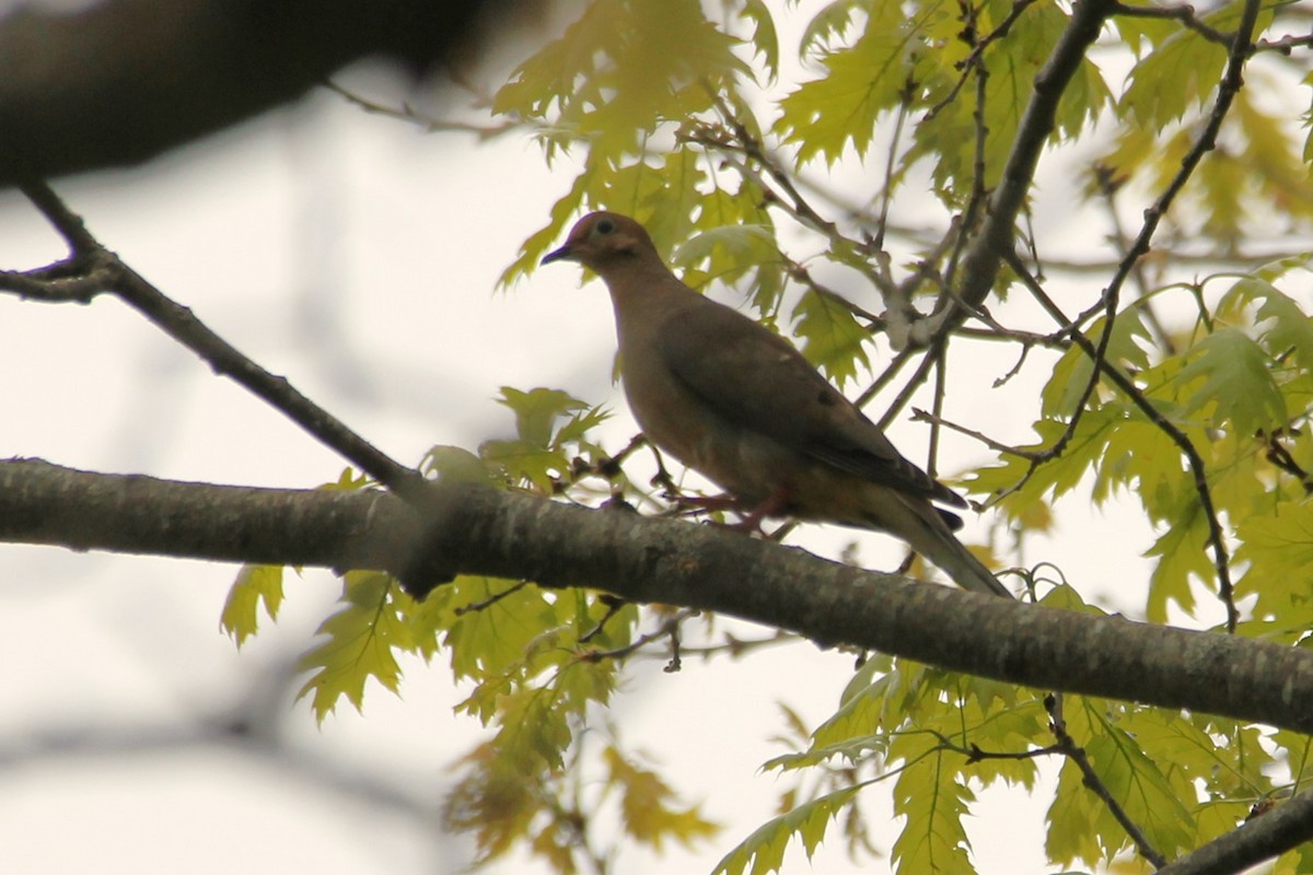 Mourning Dove - ML619304054