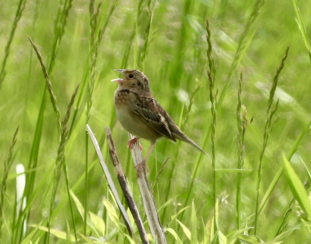 Grasshopper Sparrow - Gene Muller