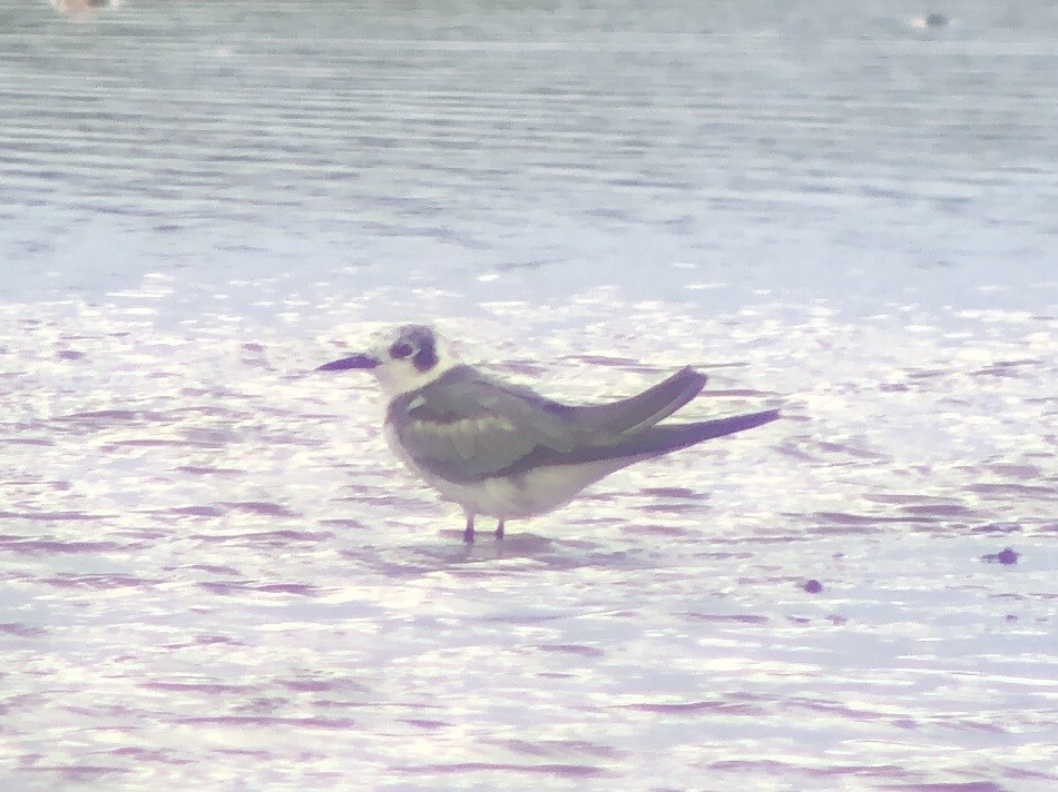 Black Tern - ML619304059