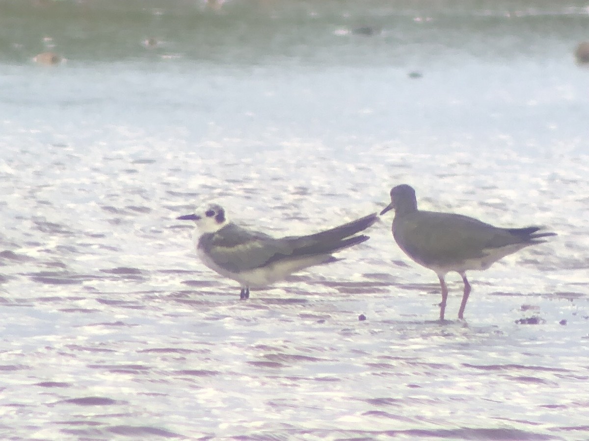 Black Tern - Adrian Burke