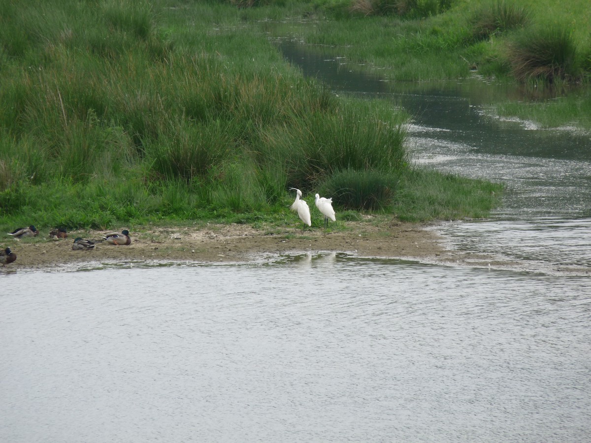 Little Egret - Björn Nikula