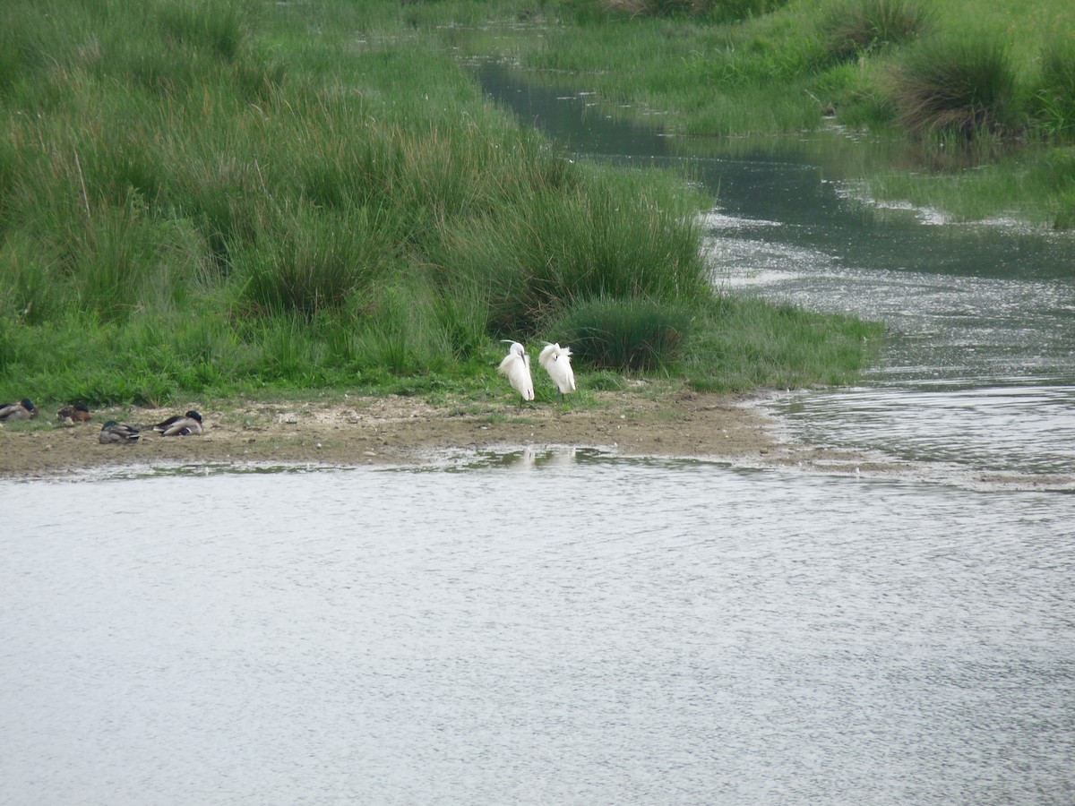 Little Egret - Björn Nikula