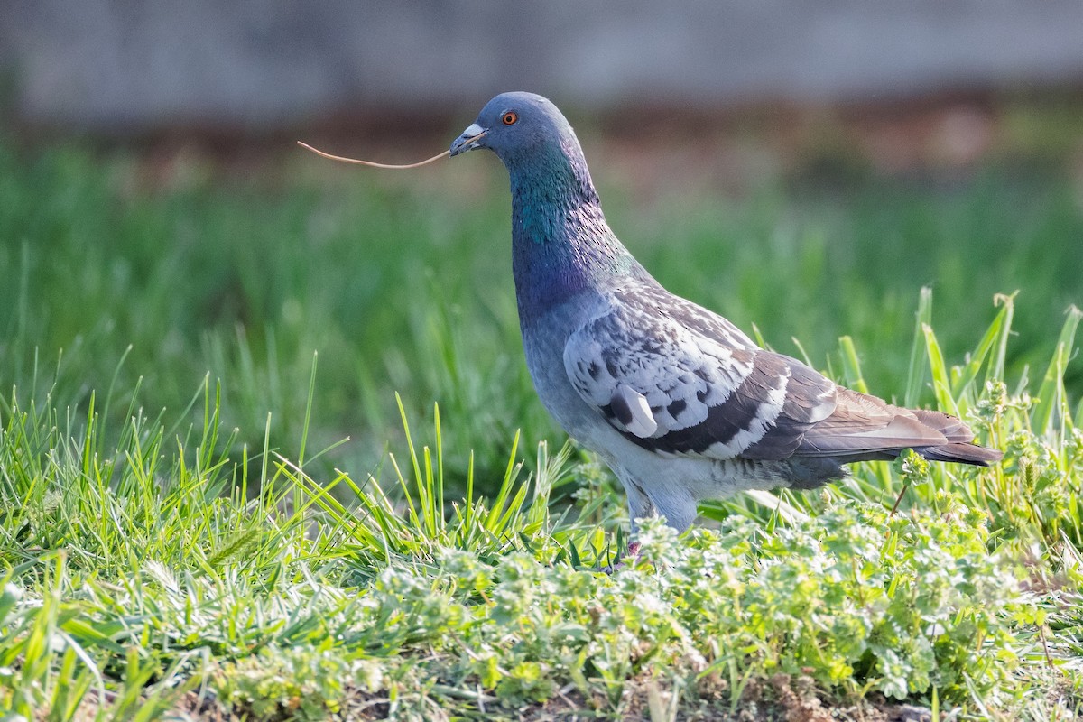 Rock Pigeon (Feral Pigeon) - Rita Flohr