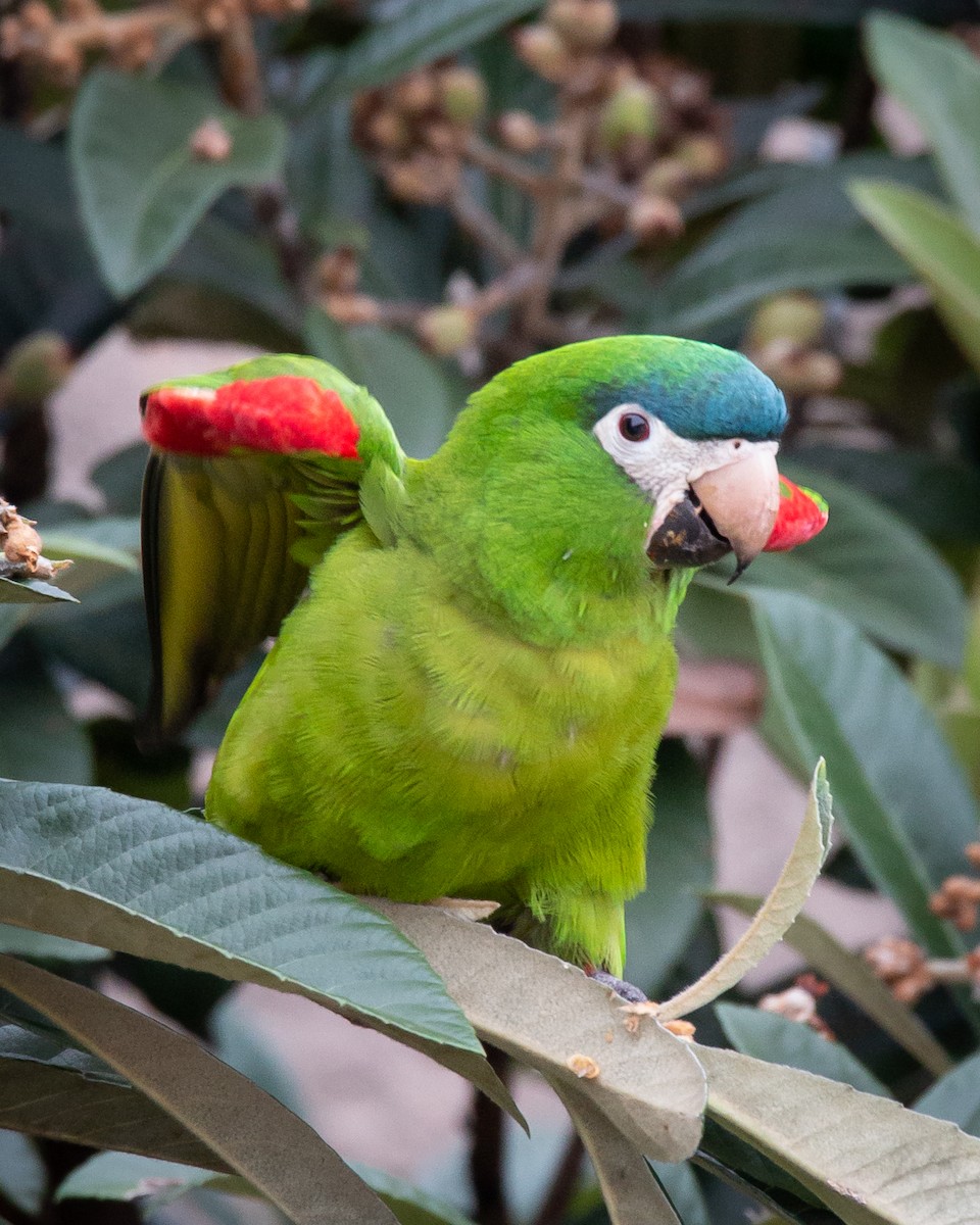 Red-shouldered Macaw - Felipe Gulin