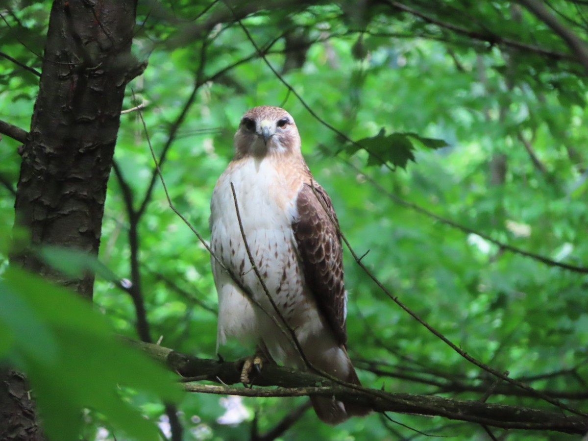 Red-tailed Hawk - ML619304094