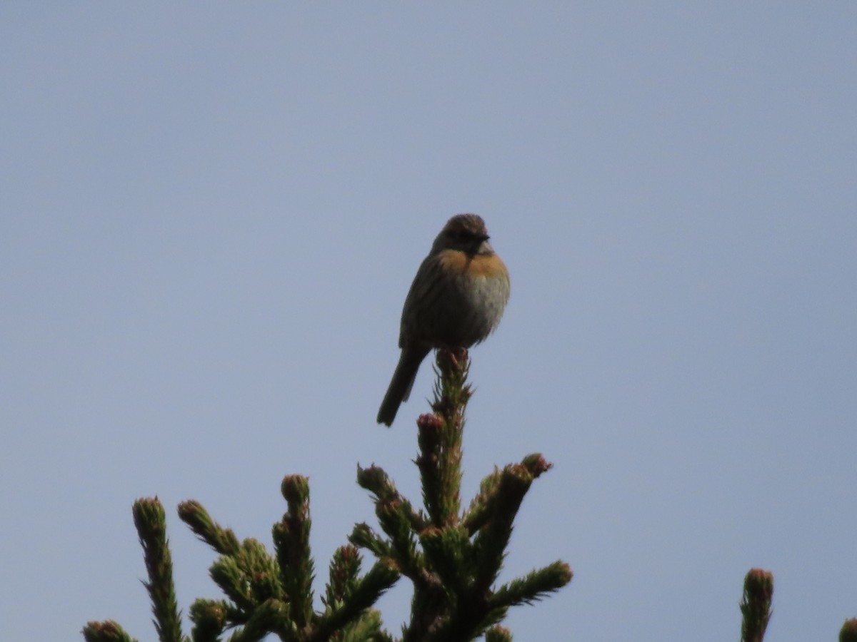 Rufous-breasted Accentor - ML619304099