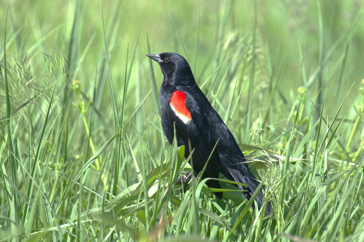 Red-winged Blackbird - ML619304121