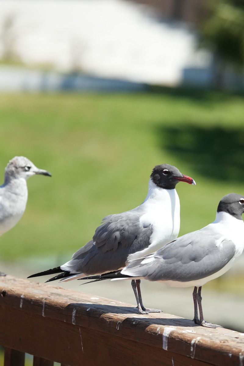 Laughing Gull - Christophe Rouleau-Desrochers