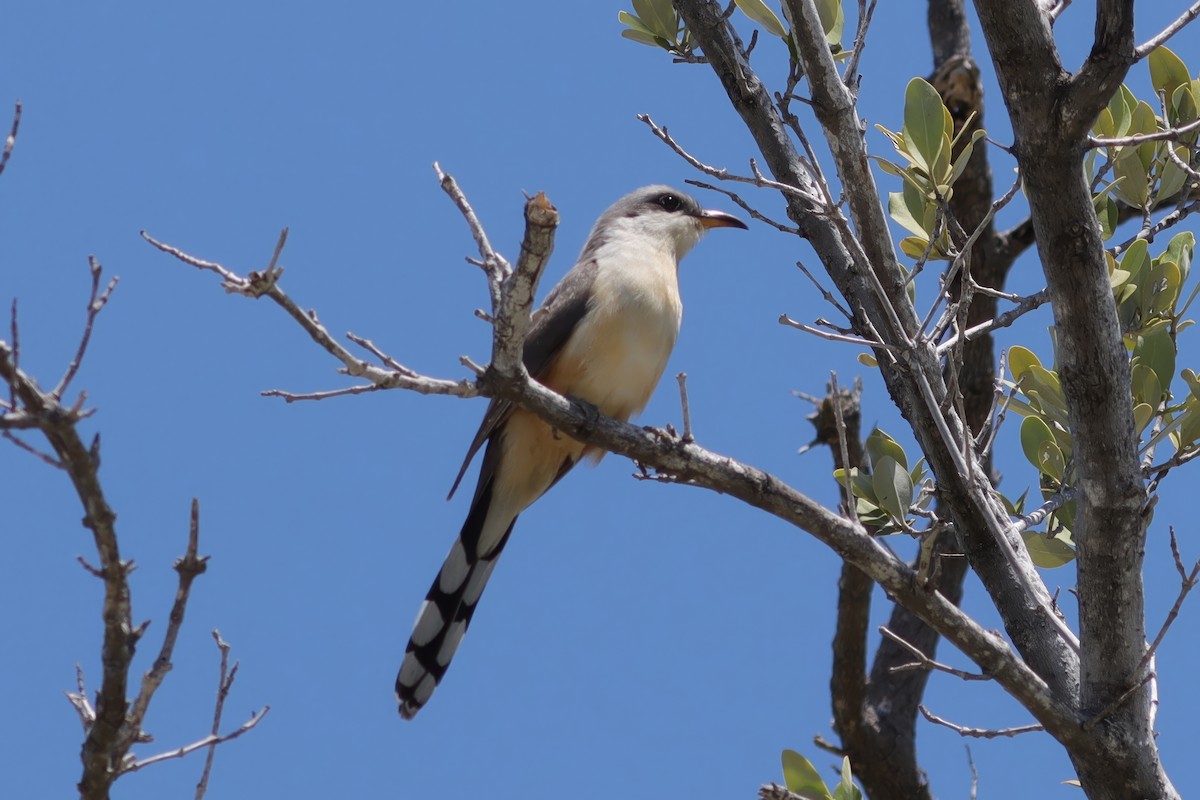 Mangrove Cuckoo - Cathy McNeil