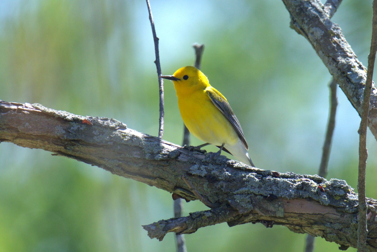 Prothonotary Warbler - ML619304147
