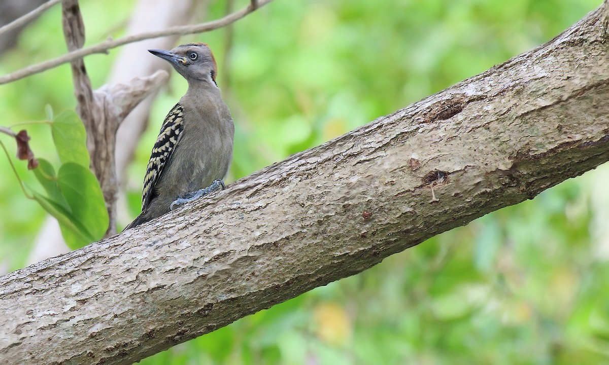 Hispaniolan Woodpecker - ML619304150