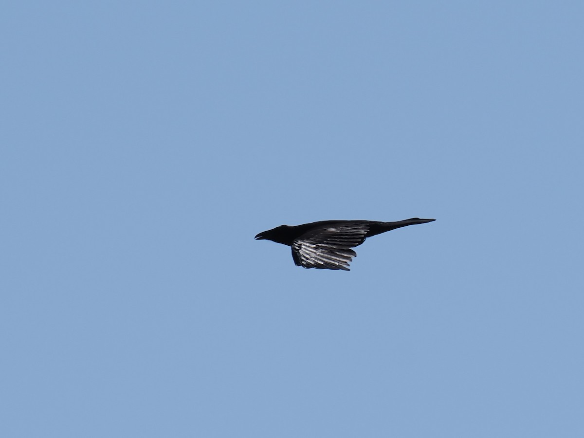 Common Raven - ML619304165
