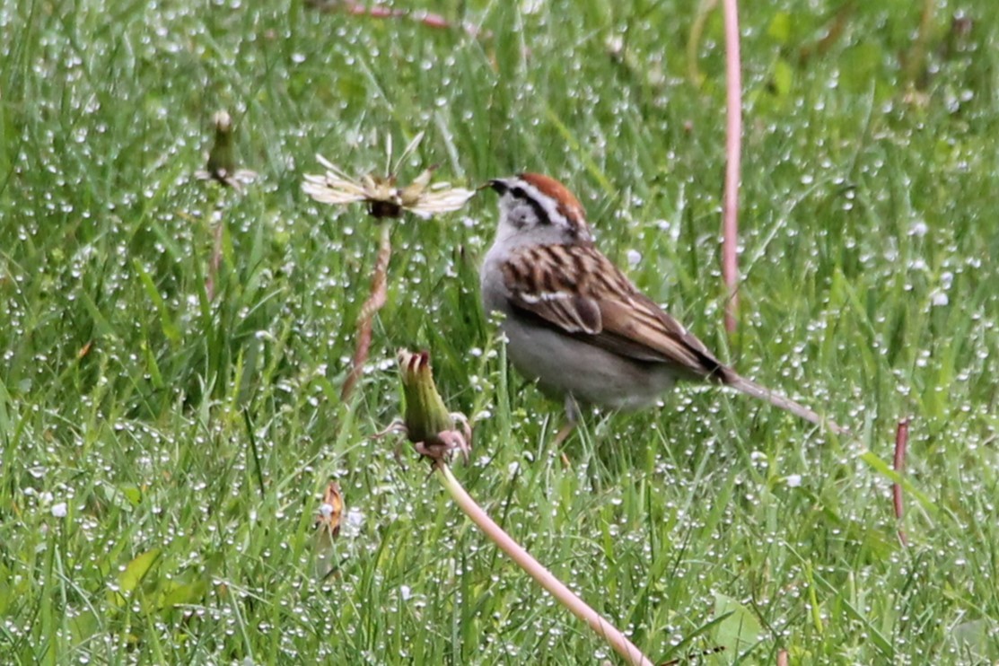Chipping Sparrow - Martha Huestis