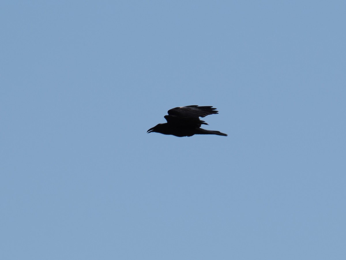 Common Raven - ML619304170
