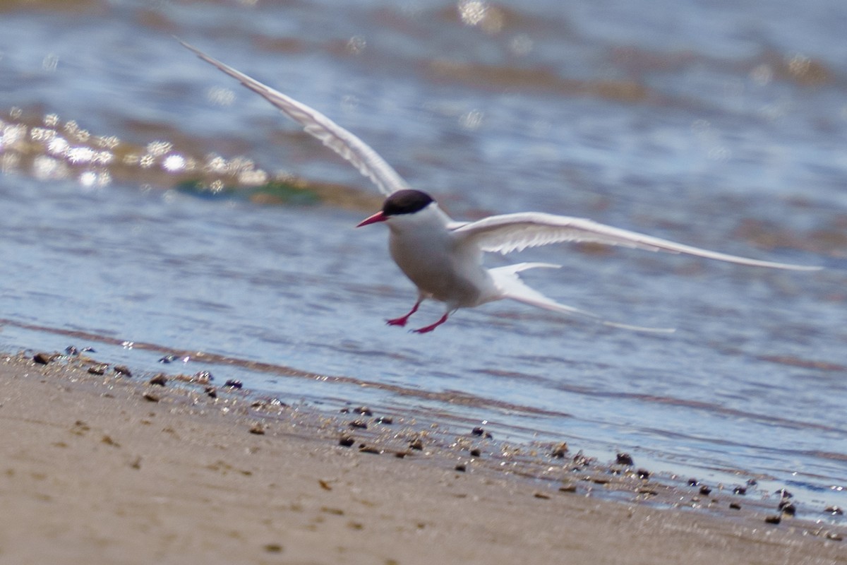 Arctic Tern - Jeremy Nadel